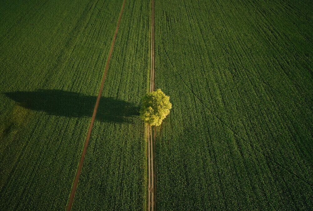 Droni in agricoltura Drone Pro Service